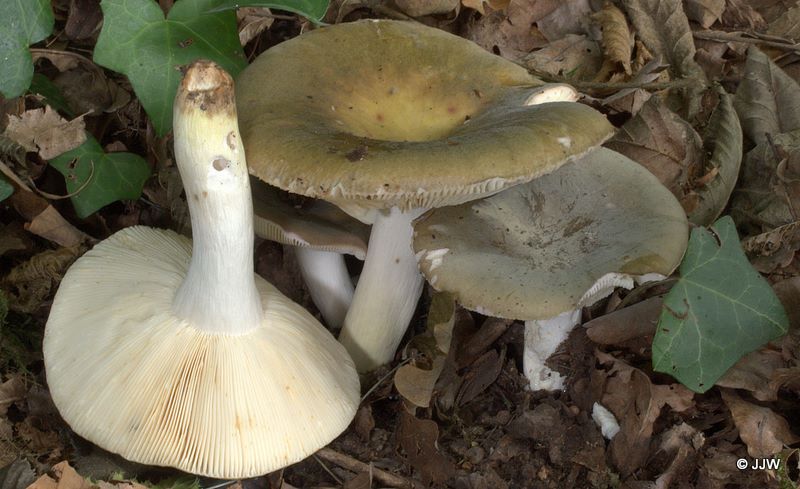 Russula grisea